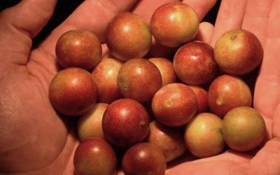 CAMU CAMU SUPERFRUIT YOUR BEST ALLY TO BOOST YOUR IMMUNE SYSTEM!