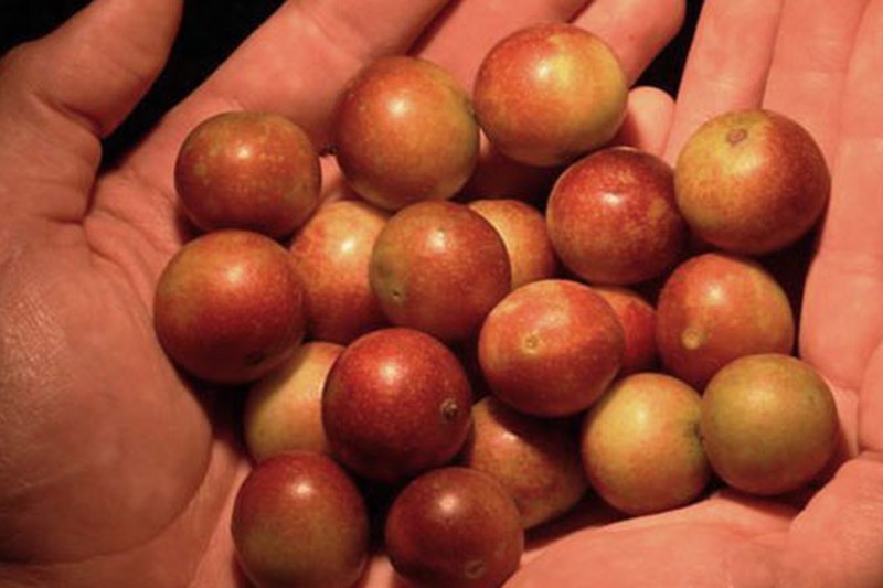 CAMU CAMU SUPERFRUIT YOUR BEST ALLY TO BOOST YOUR IMMUNE SYSTEM!