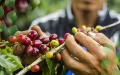 The Superfood from the Amazon rainforest that packs a ton of C vitamin!