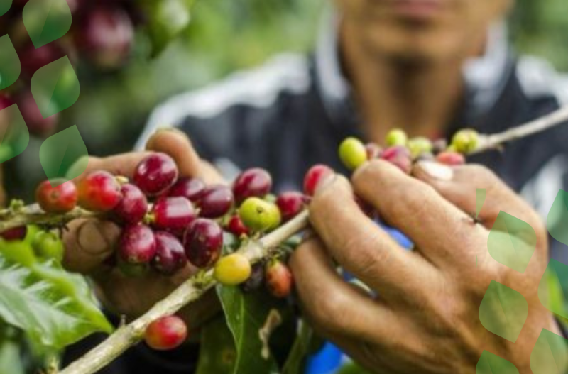 The Superfood from the Amazon rainforest that packs a ton of C vitamin!