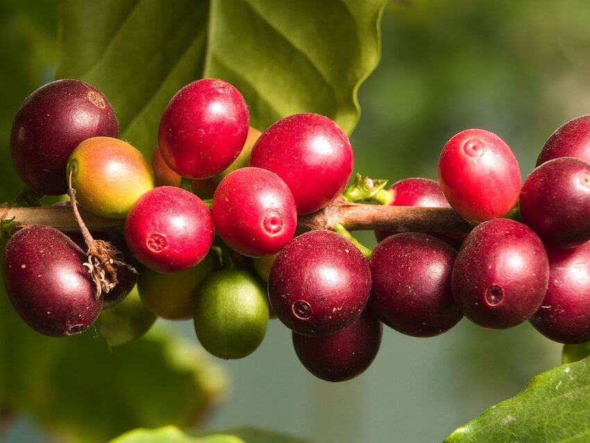 Camu Camu: The Hidden Power that Transforms Your Immune and Nervous System